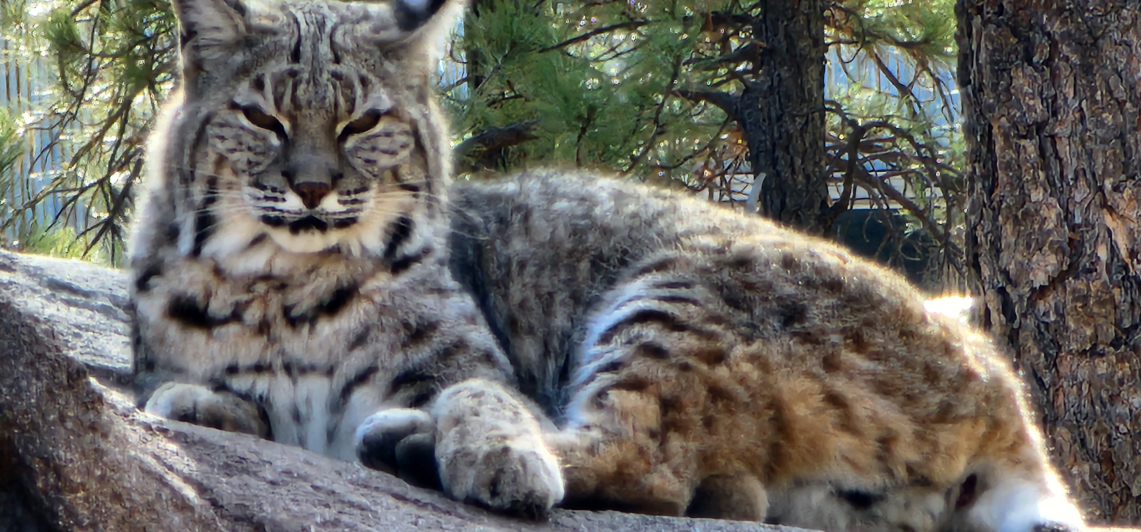 Bobcat at Bearizona 01